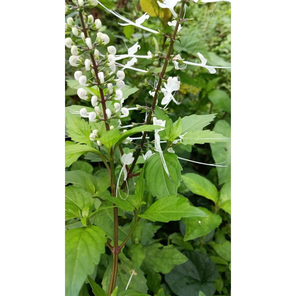 

Daun kumis kucing herbal
