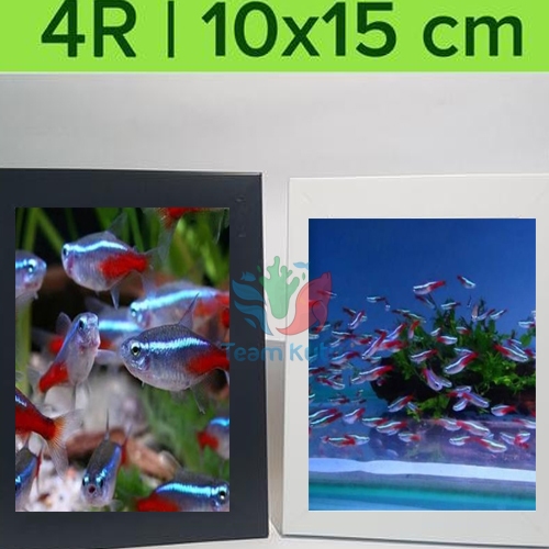 

aksesoris replika stiker warp tetr4 ( Team Kutu 9 ) - COPYY