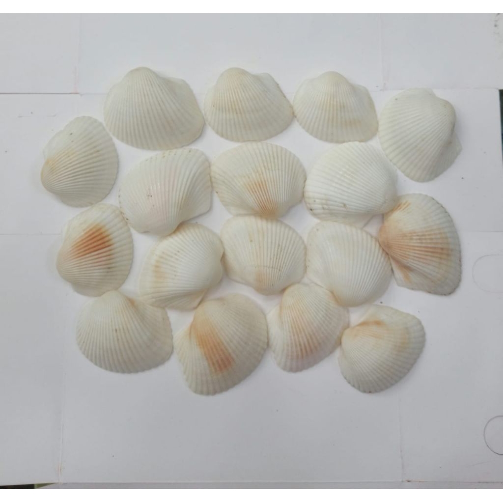 cangkang kerang dara jumbo/ cangkang tok tok/cangkang kelomang /cangkang keong isi 20pcs