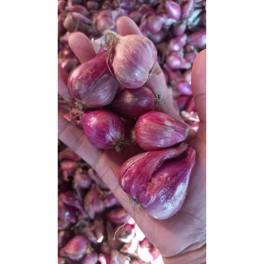 

BAWANG MERAH NGANJUK UK CAMPUR