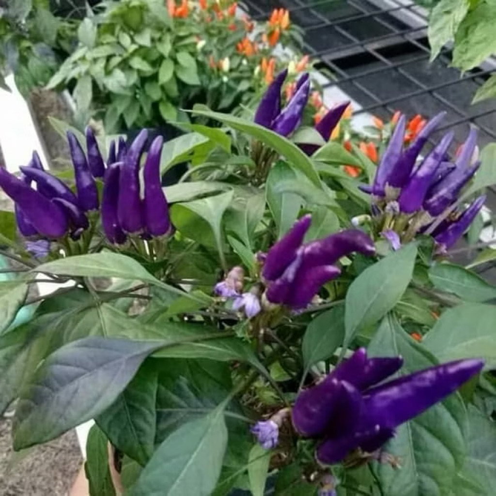 Tanaman Cabai Unik Cabai Ungu Cabai Pelangi