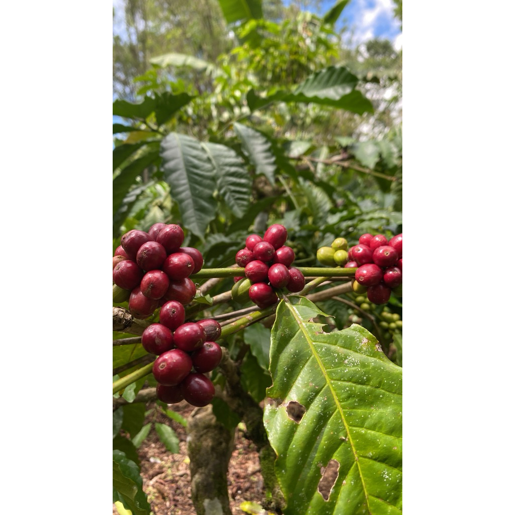 

BUBUK KOPI PETIK MERAH