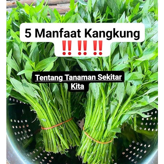 

1 Kg Kangkung Segar / Daun Kangkung Dipetik Saat Order Masuk