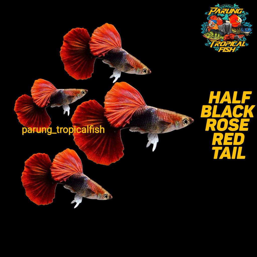 Pembersih Lantai HB RedRoseTail