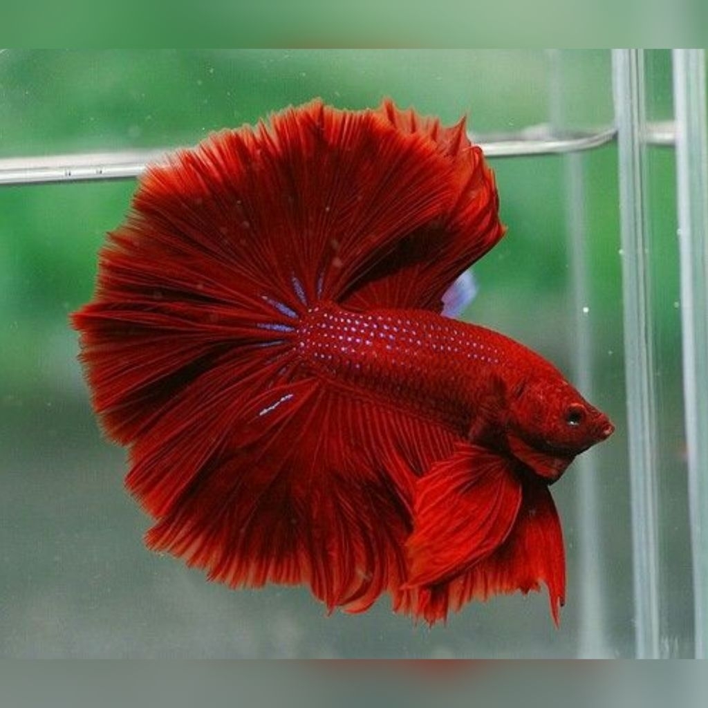 Ikan Hias Cupang Super Red Halfmoon Size M-L Jantan Super Red HM Betta Hiasan Aquarium Kolam Tank Aq