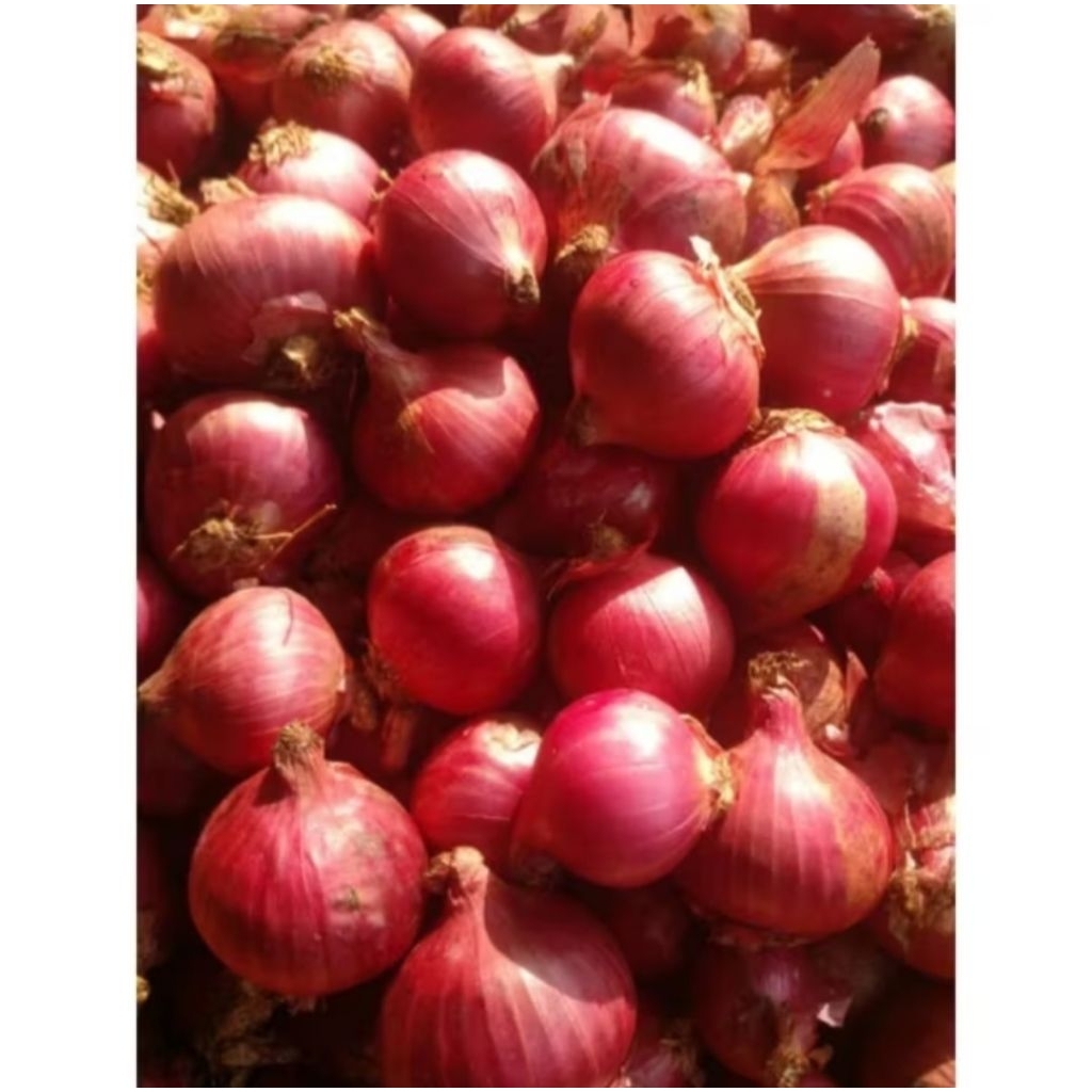 

BAWANG MERAH SUPER LOKAL SEGAR 1KG