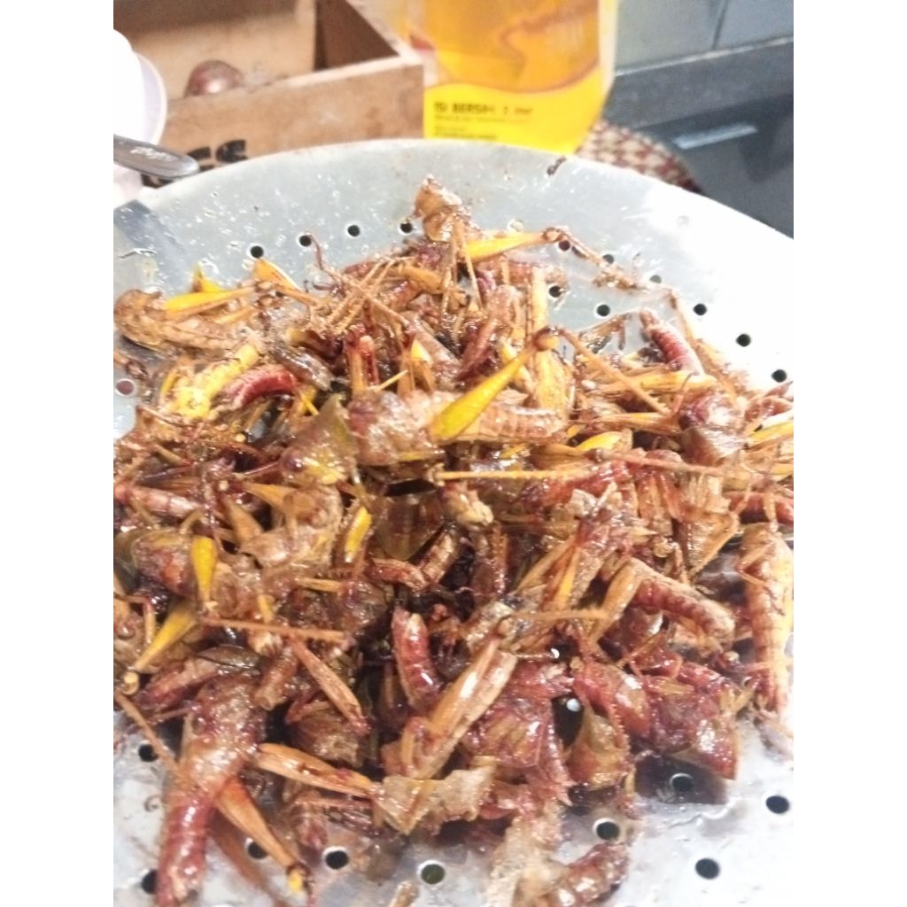

belalang kayu