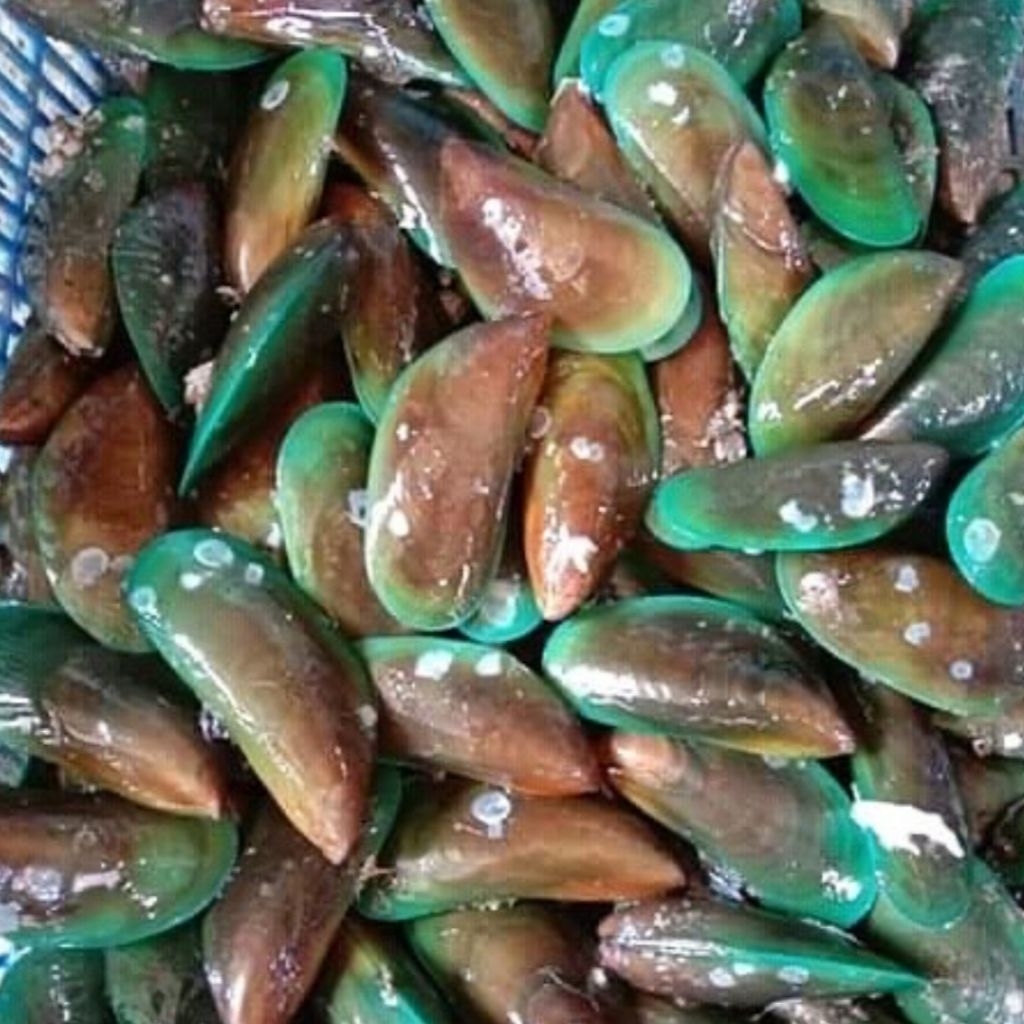 

Kerang Ijo