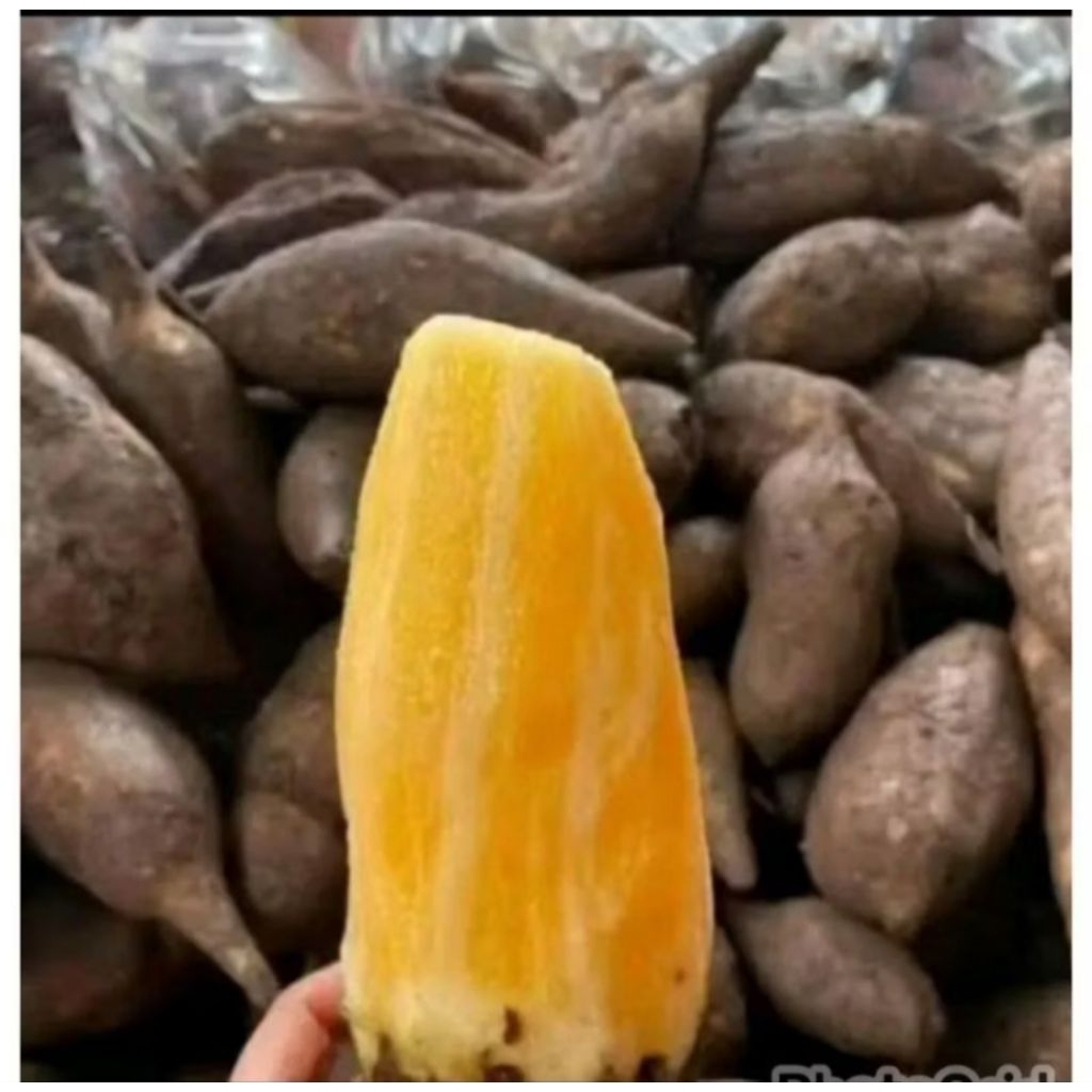 

UBI YAKON WONOSOBO Ready