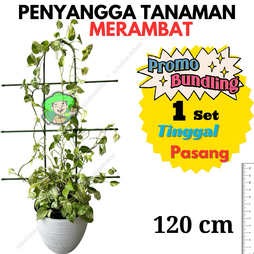 AJIR PENYANGGA TANAMAN MERAMBAT MODEL TRELIS 120 cm dan 150 cm