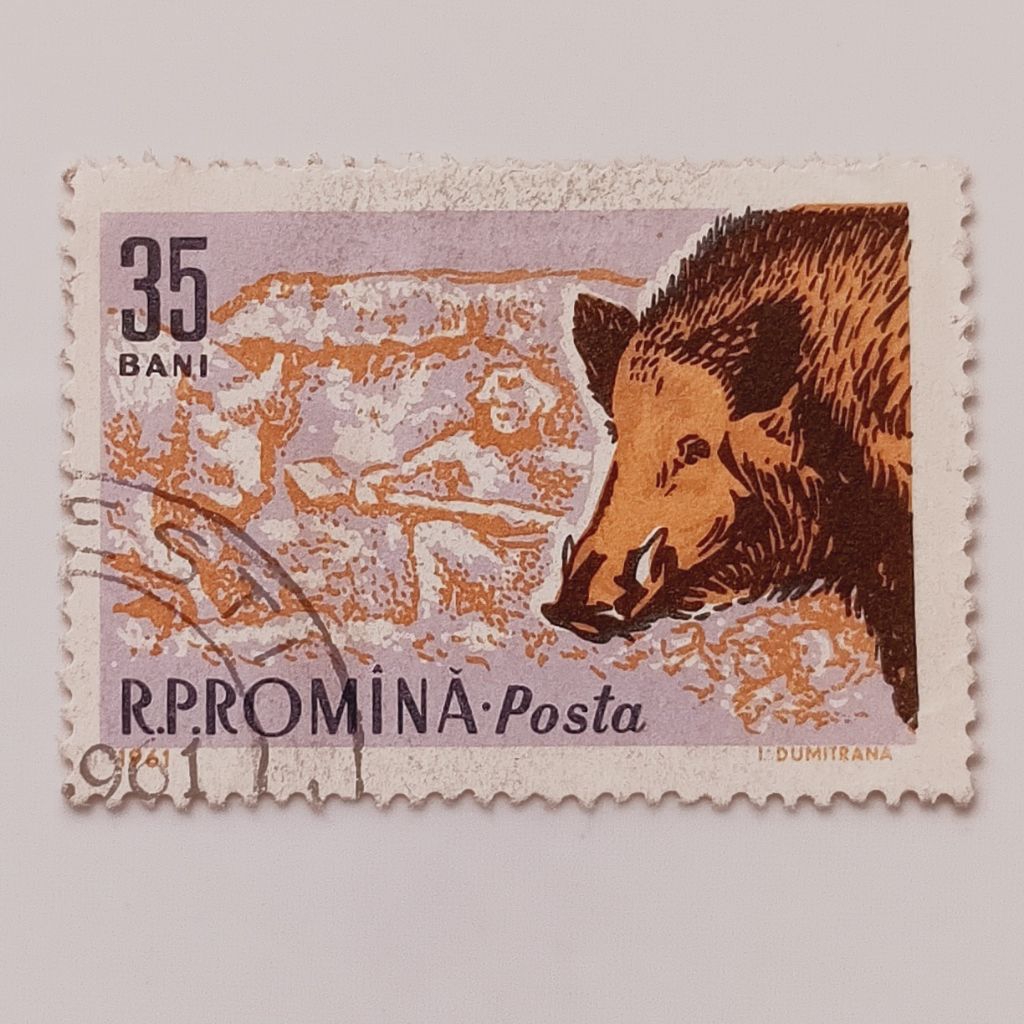 

(AA) Perangko Rumania 1961 Forest Animals - Wild Boar (Sus scrofa) 35 ban CTO