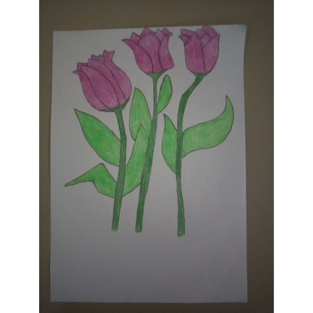 

Tanaman Bunga Tulip Pink