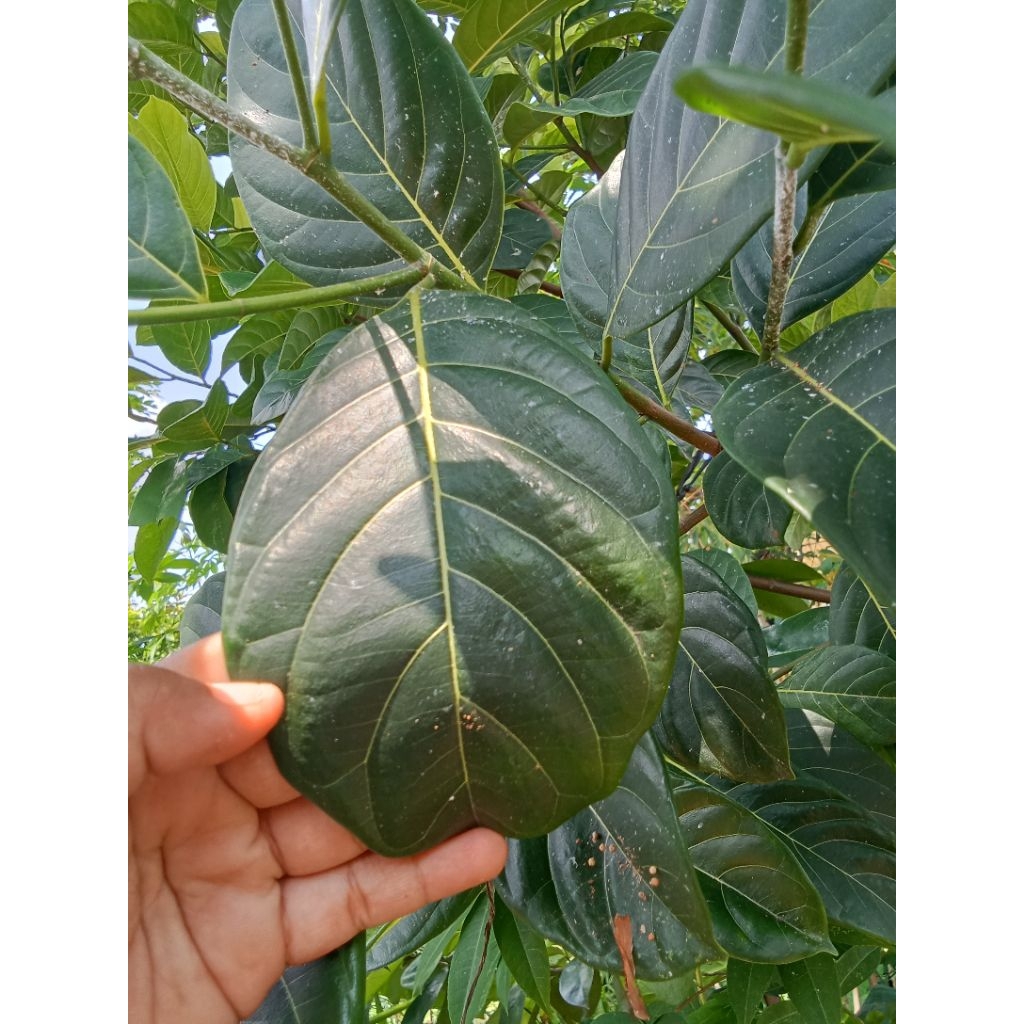 

Daun nangka basah 100 biji segar petok langsung dari pohon