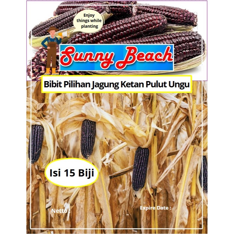 Bibit Pilihan Jagung Ketan Pulut Ungu| Biji Benih  Jagung Ketan Pulut Ungu | Jagung ungu