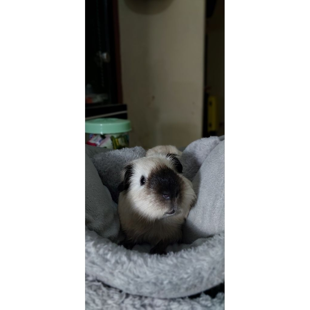 Marmut Guinea Pig American California Putih Jantan Indukan