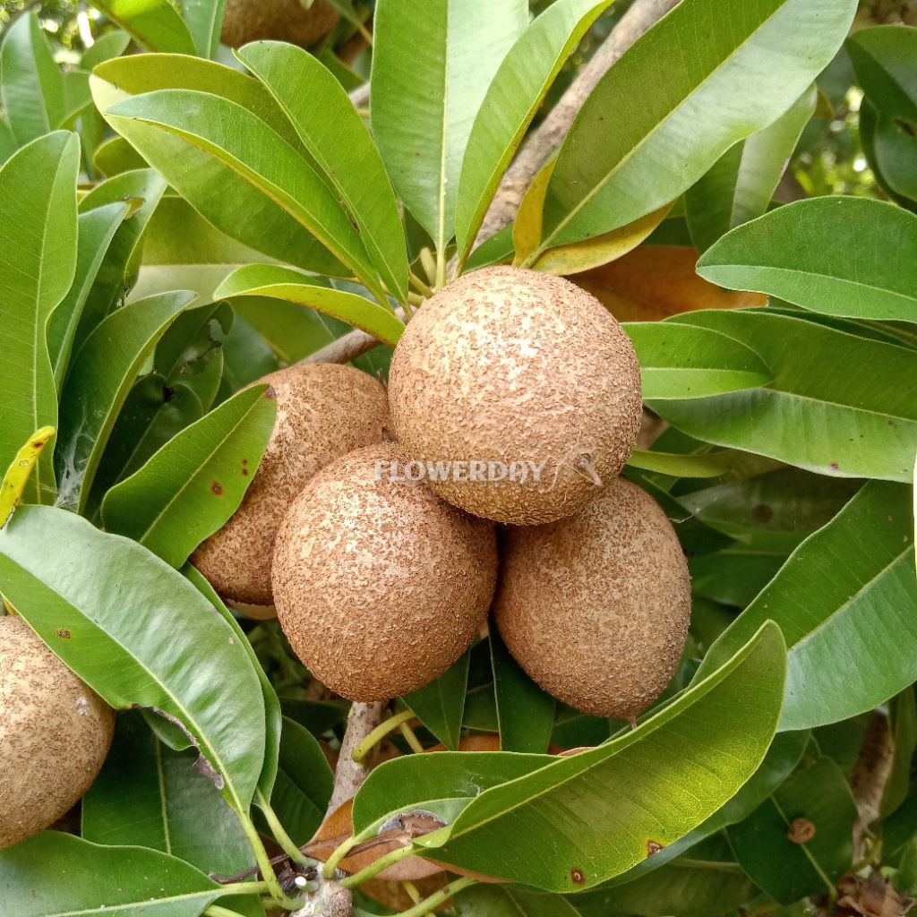 

SAWO MUDA SAWO MENTAH 8 BUAH
