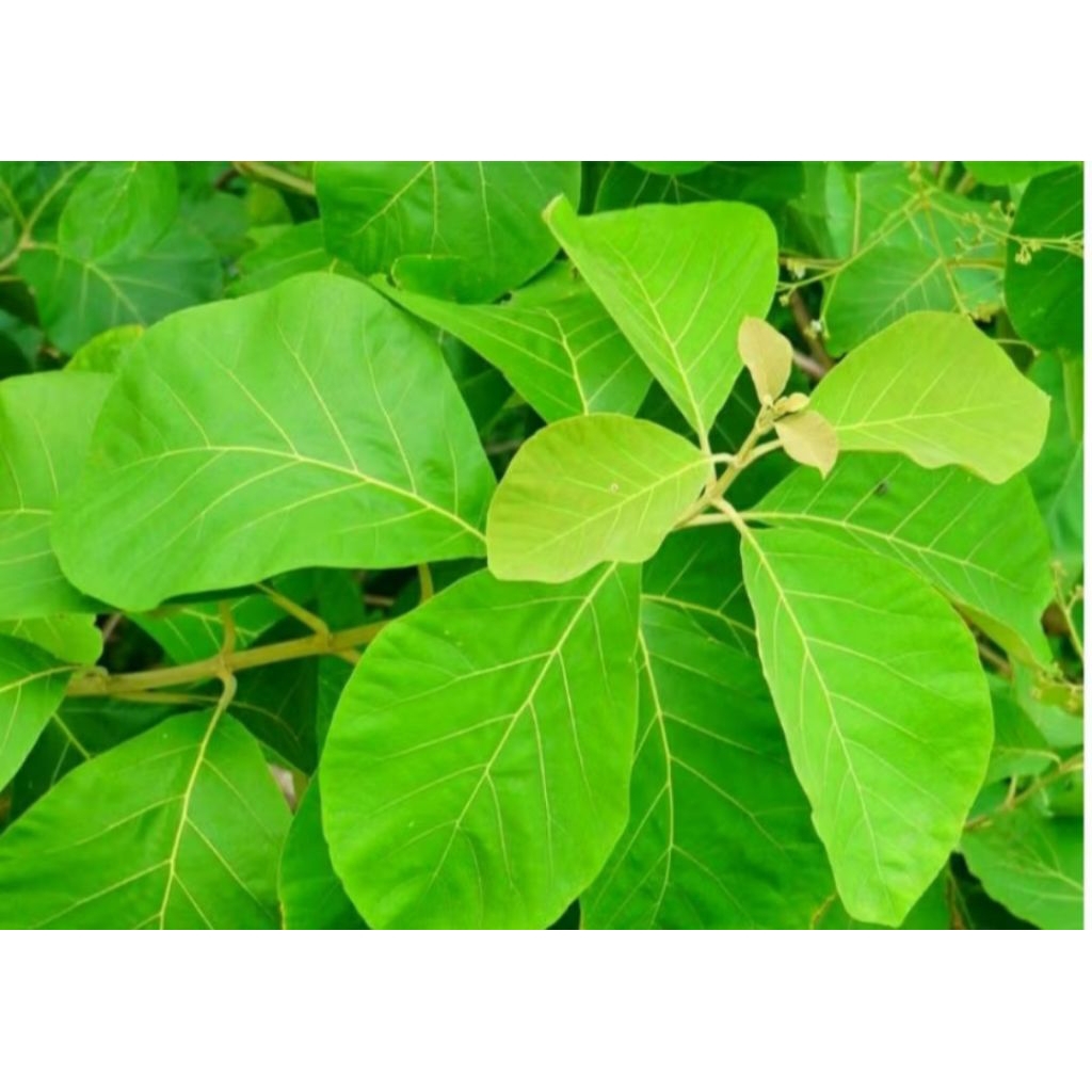 

Daun Jati Segar fresh langsung petik