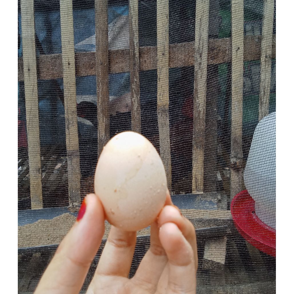 telur AYAM FERTIL KUB 2 Narayana/DOC AYAM KUB 2