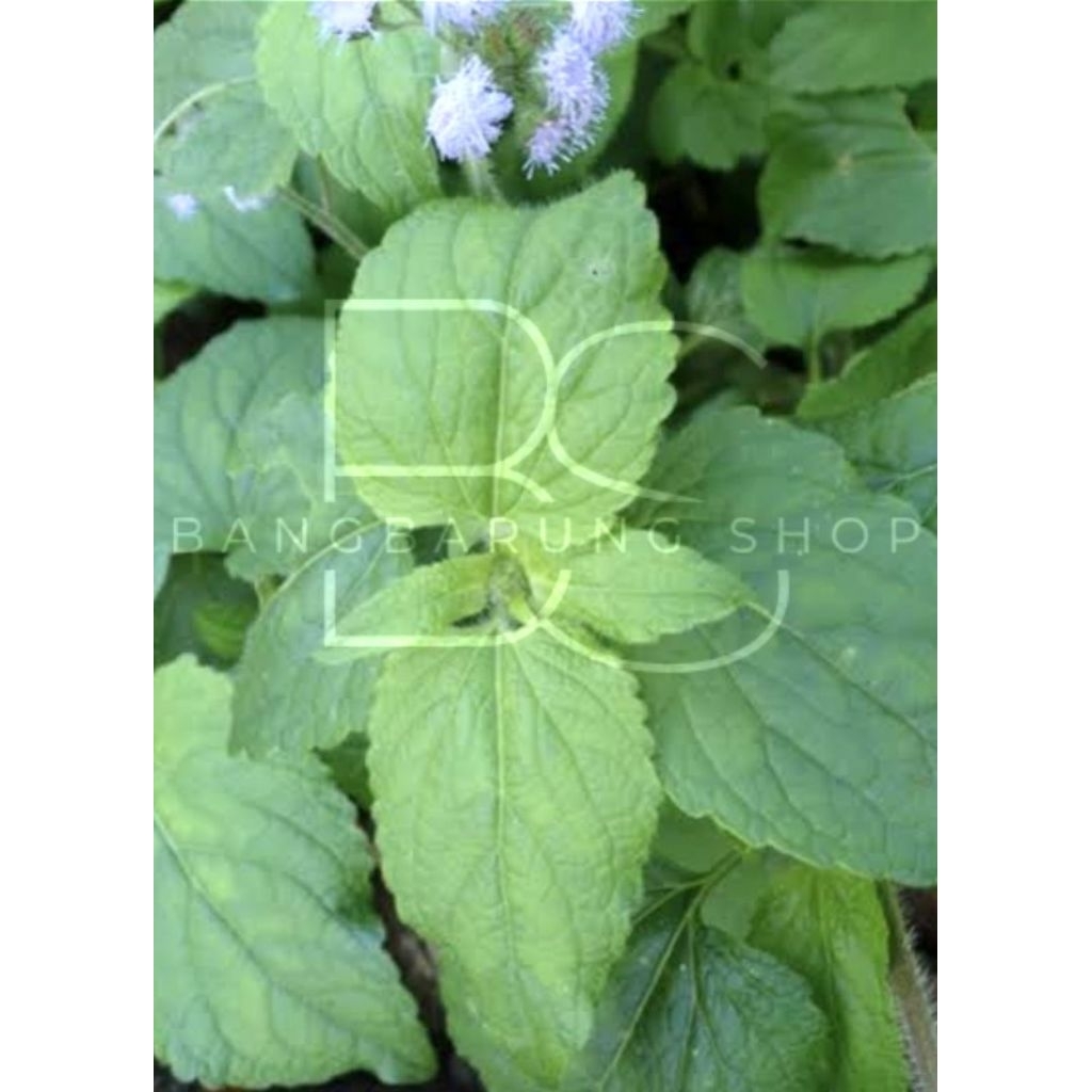 

Daun Babadotan Segar 250 gram– Herbal Tradisional – 100% alami - Obat Luka & Sariawan Alami