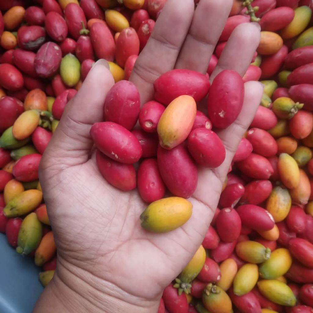 

Biji Mlinjo DISKON HARGA SUPER MURAAH