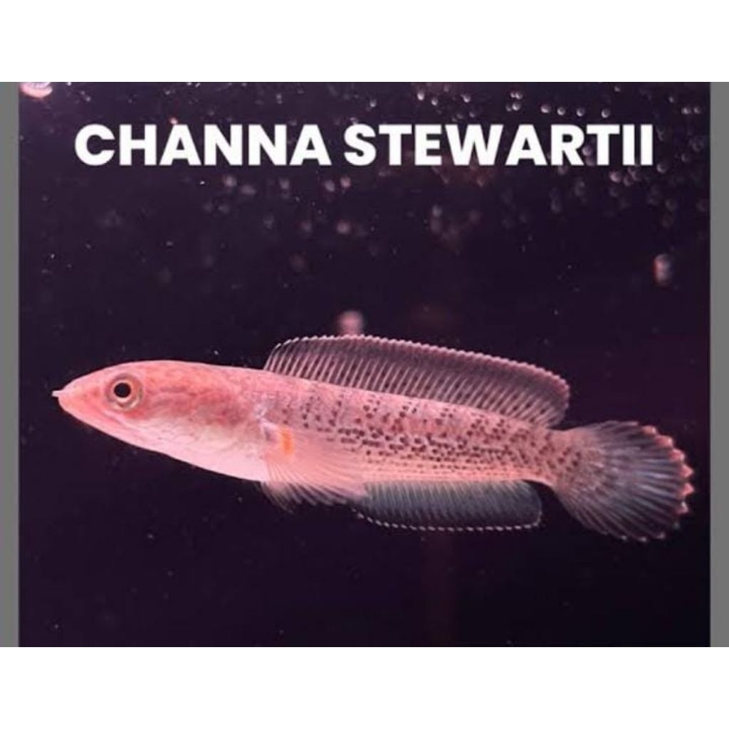 TERLARIS.Chana stewarti 3-4cm