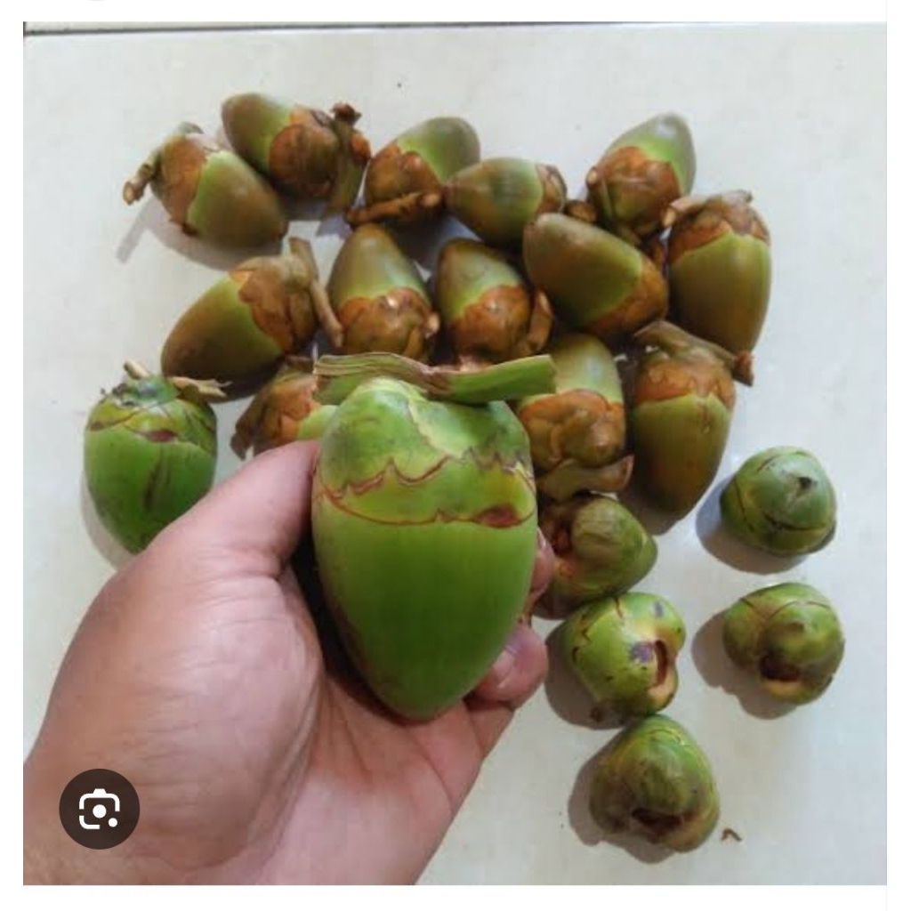 

tembuluk obat diabetes 6 pcs