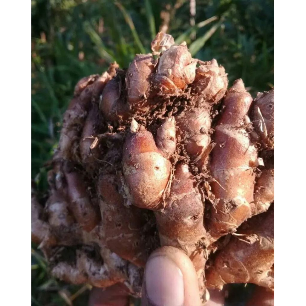 

kencur pdg banten segar dan wangi alami