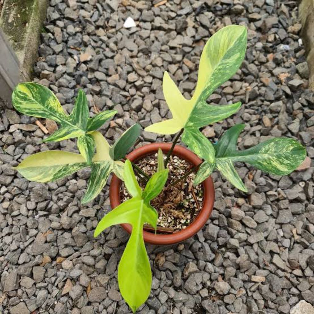 philo flobe varigata