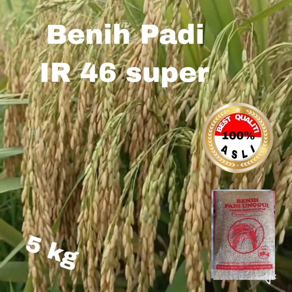 BENIH PADI IR 46 SUPER UNGGUL BERKUALITAS 5 kg