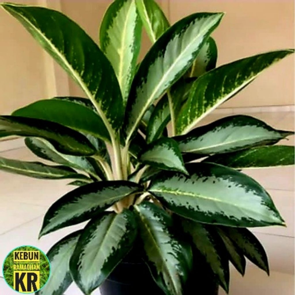 Tanaman Hias [BISA COD]Aglonema Sifon Besar Dan Rimbun Cocok Untuk Hiasan Ruangan