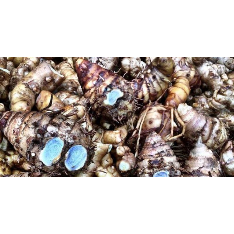 

Temulawak Hitam segar - Herbal alami temu hitam harga murah