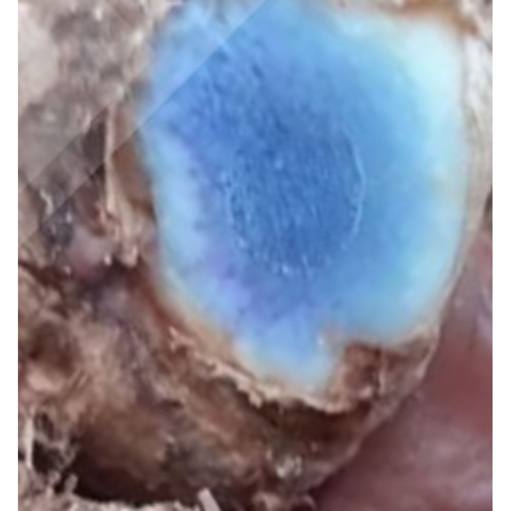 

Jual kunyit hitam segar organik 500 g