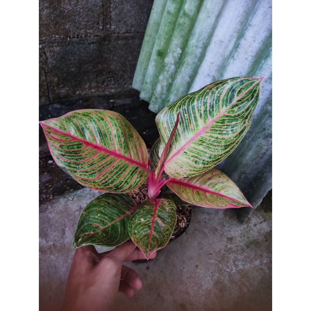 Aglonema hugges merah tanian lokal