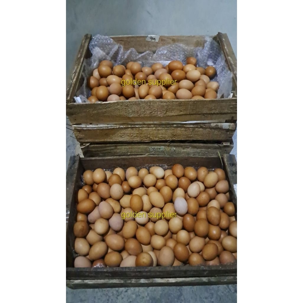 

[LANGSUNG DARI PETERNAK] Telur Omega 3 Fresh Tanpa Antibiotik isi 10 dan 15