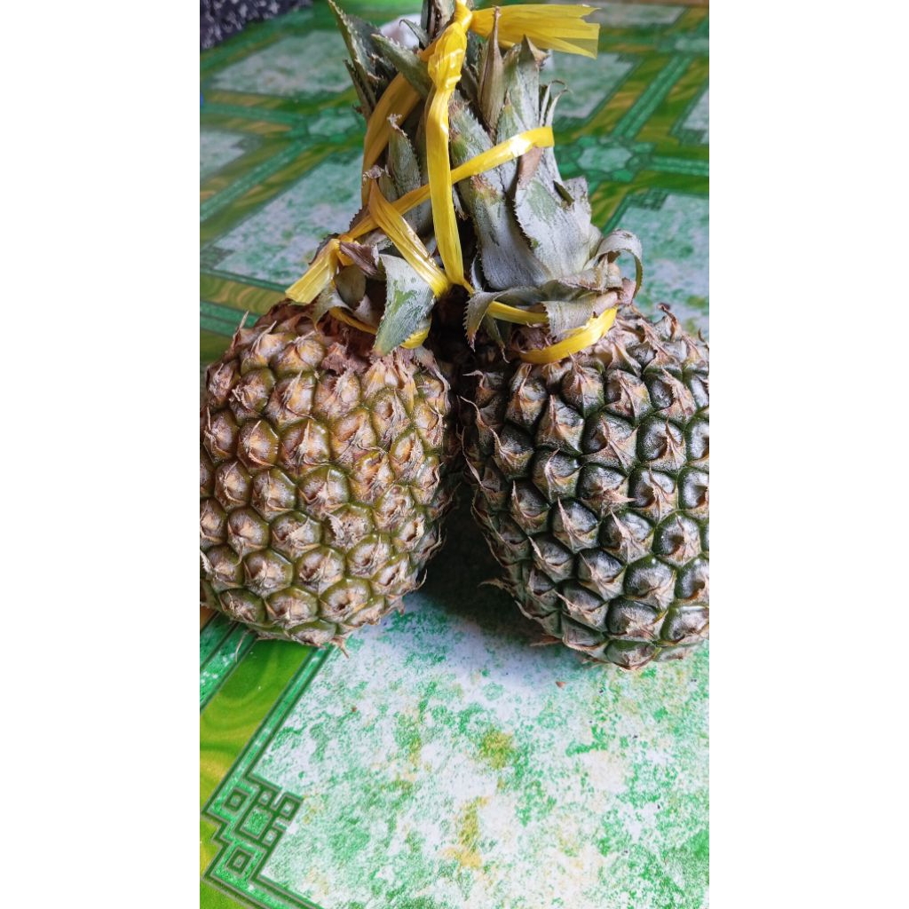 

Nanas lokal kelud kediri