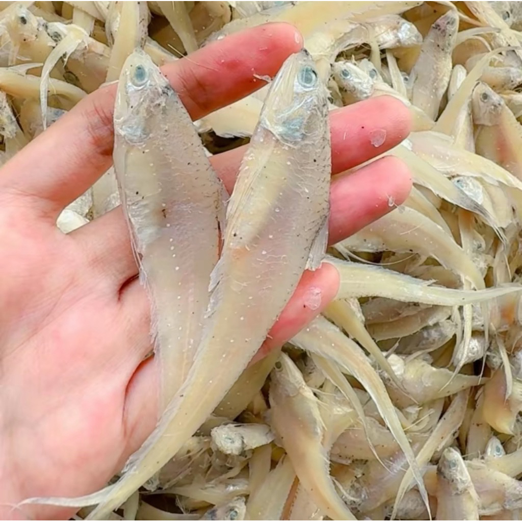 

IKAN ASIN BULU AYAM 500 GR asin gurih enak nikmat