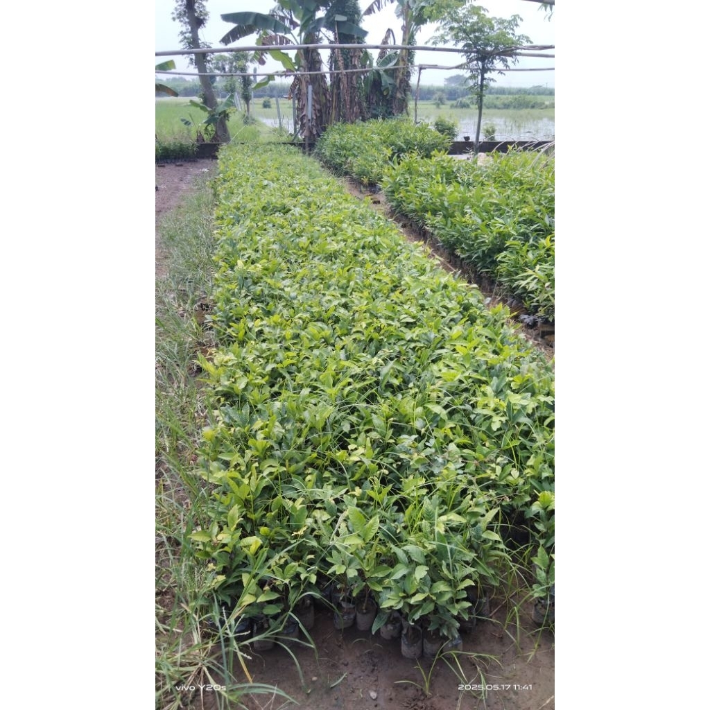 bibit seling rambutan 1 paket