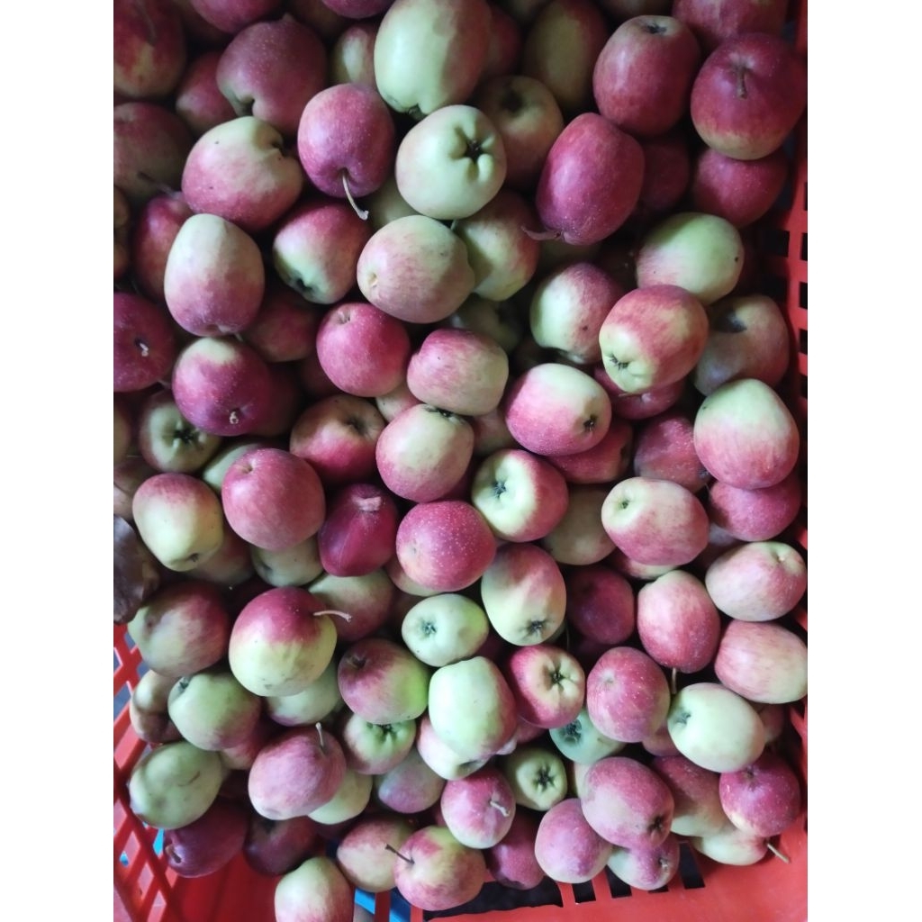 

Apel ANA campur 1kg/apel fresh malang