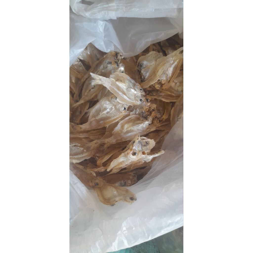 

ikan kalapan belah(tawar)