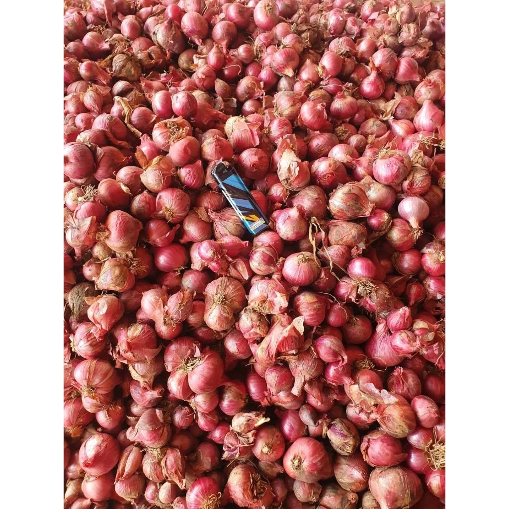 

Bawang Merah Lokal Asli Nganjuk Kering Dan Termurah