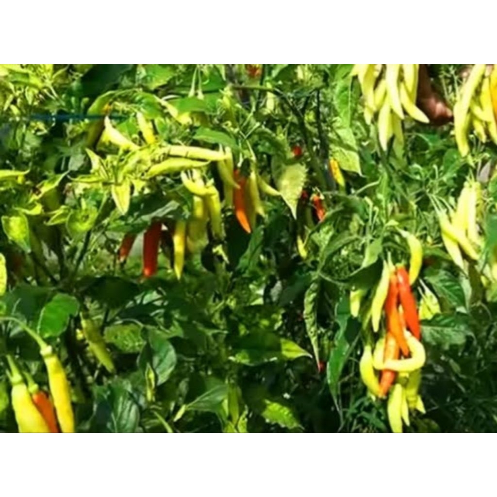 

50 Biji cabe rawit setan super pedas kemasan repack