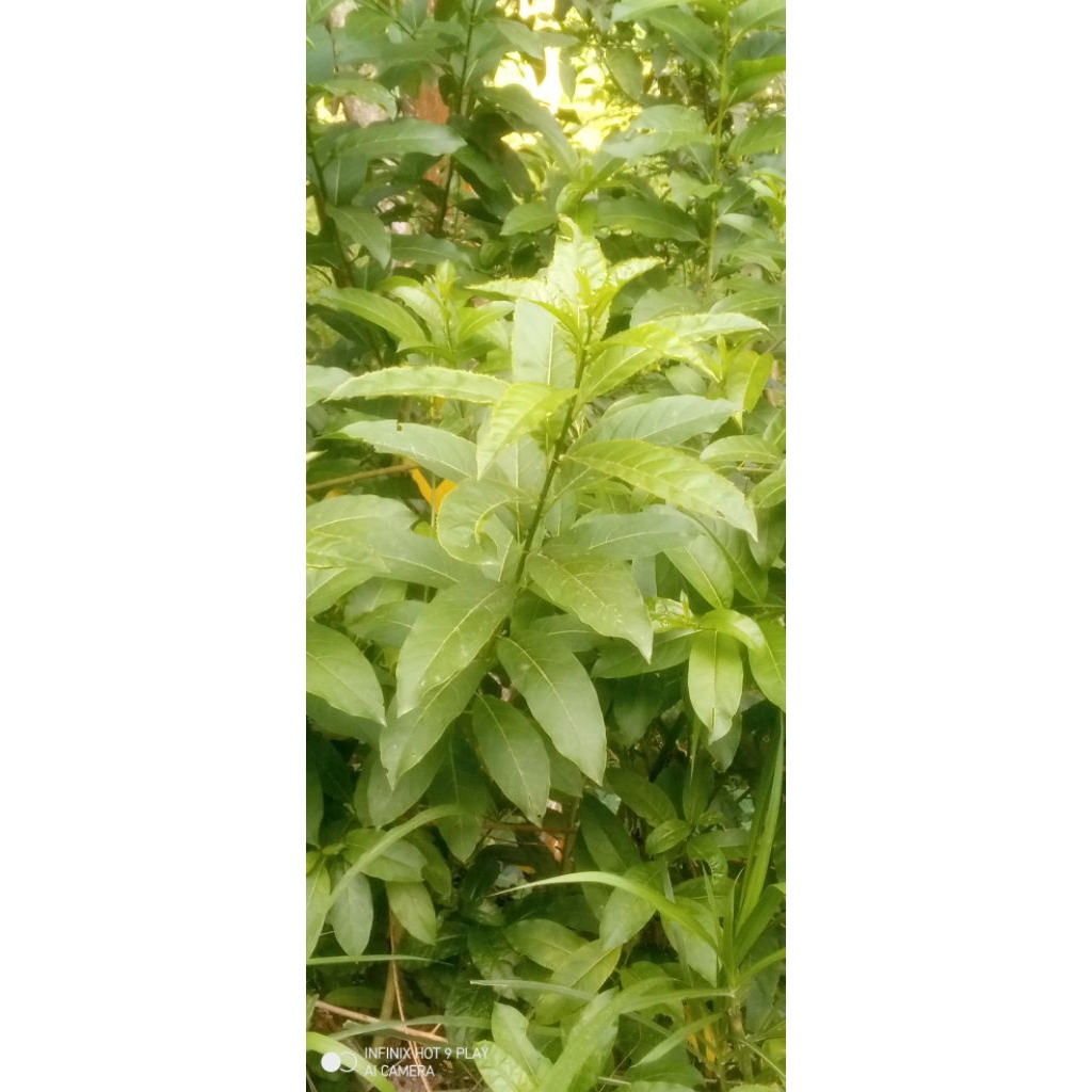 

jual daun dayang/afrika segar 500gram