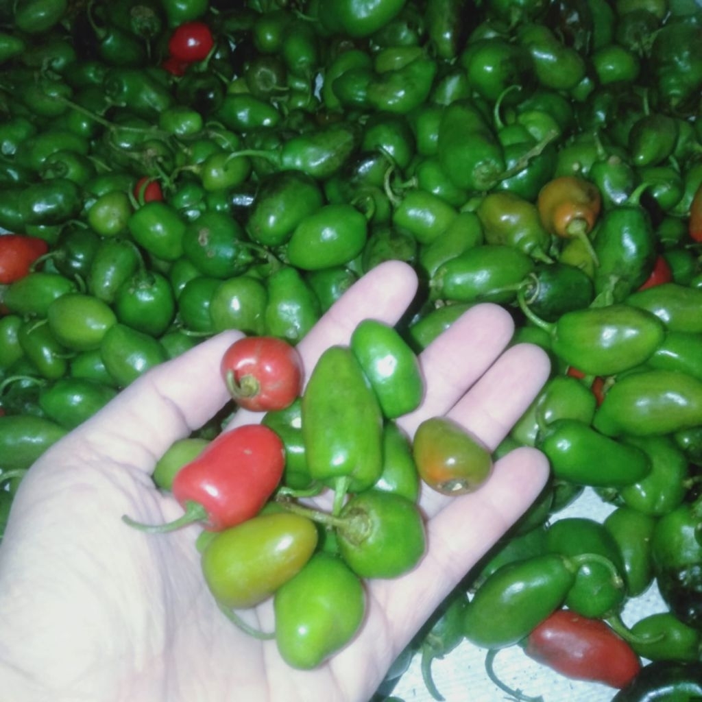 

Baby cabe gendot Garut sepesial 1 kg