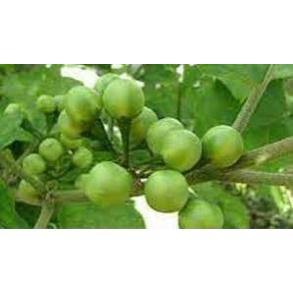 

daun takokak segar 500grm