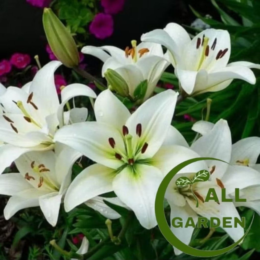 Tanaman Hias Bakung Amarilys Bunga Putih besar / amarilis bakung bunga