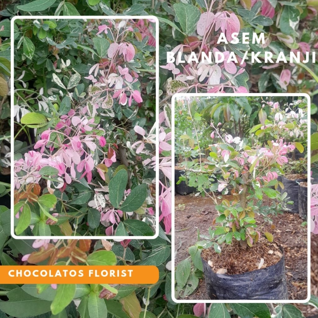 Tanaman Hias Asam Blanda - Bibit Tanaman Bahan Bonsai Asem Londo/ Kranji