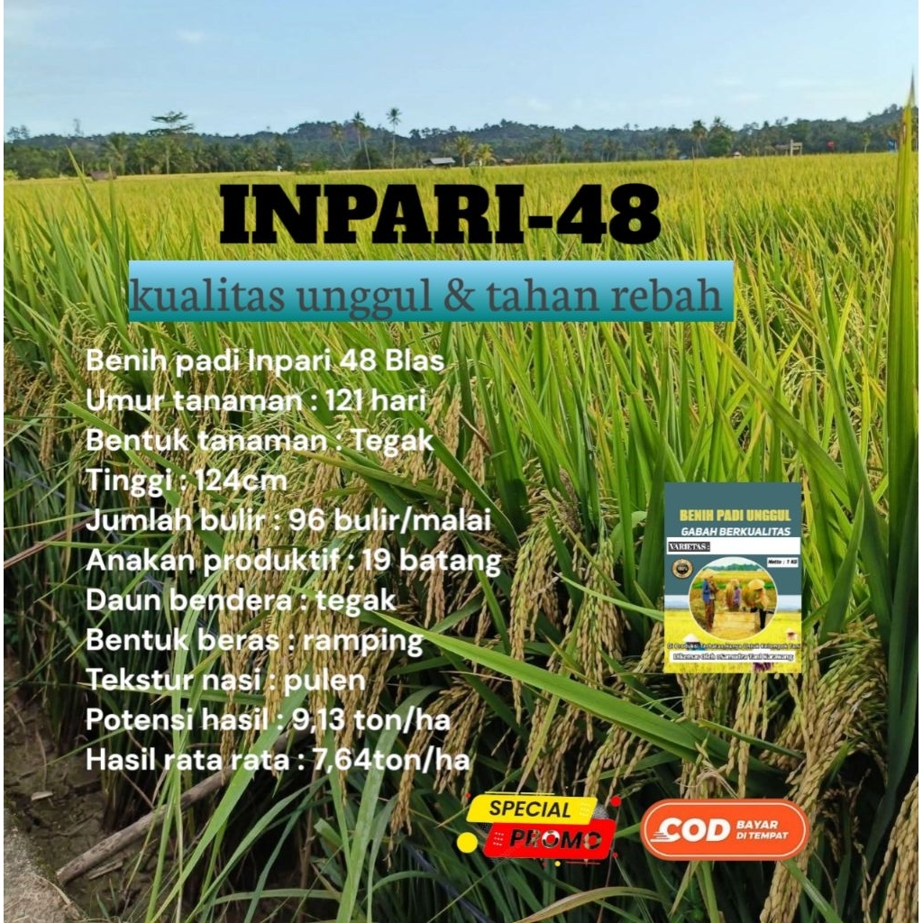 benih padi INPARI-48 1kg gabah unggul super kualitas