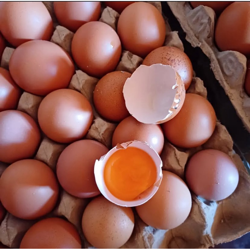 

Grosir telur omega 1 Peti