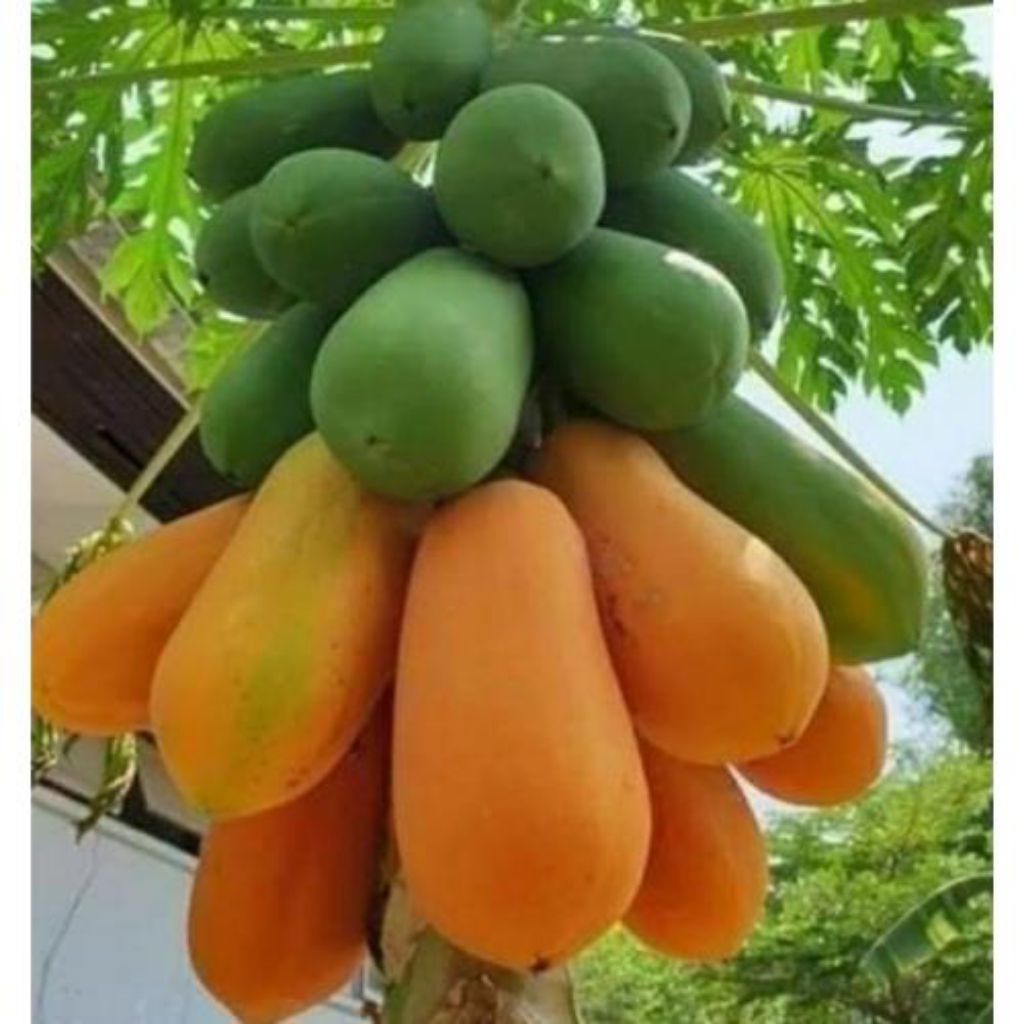 Bibit Pohon Pepaya California Super Asli Berkualitas / Pohon Pepaya California / Tanaman Pohon Pepay
