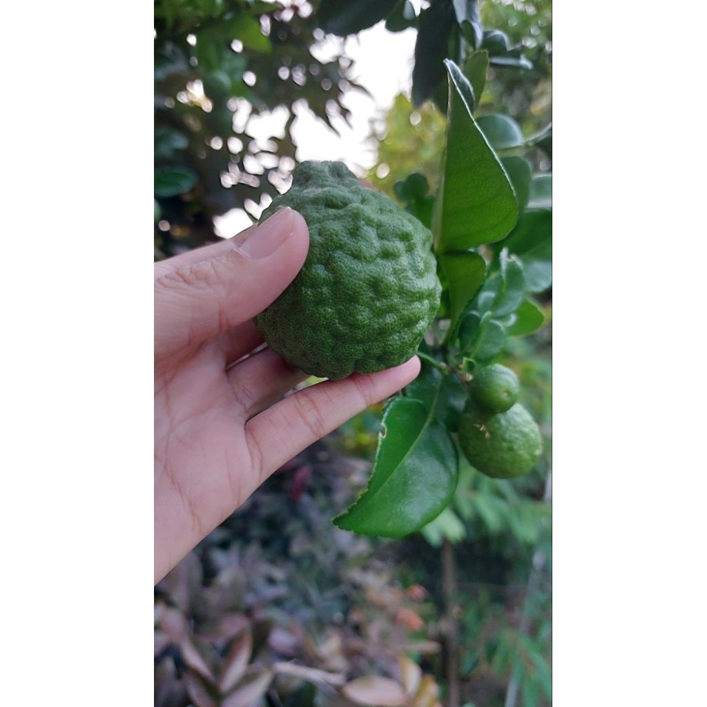 

Buah Jeruk Purut Segar/ Jeruk Angka 8 Sebanyak 3 buah